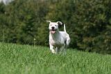 DOGUE ARGENTIN 446